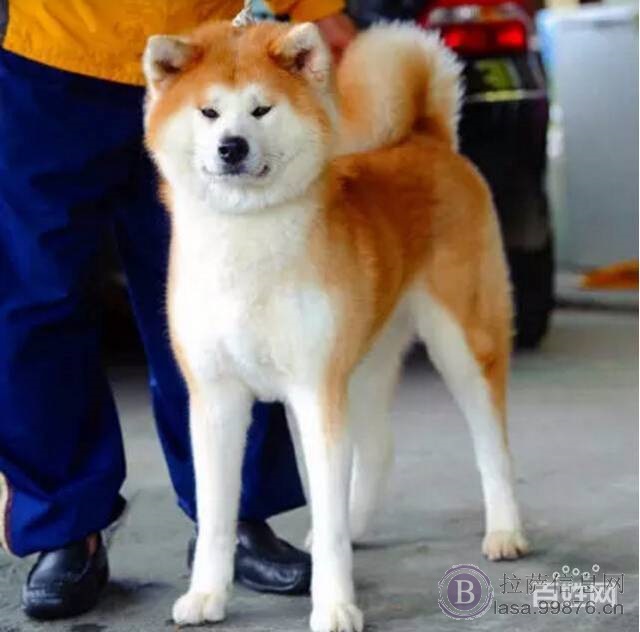 拉萨日系秋田犬价格 尊贵品质 秋保证书齐全